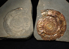 Load image into Gallery viewer, Iridescent popped Psiloceras display ammonite fossil
