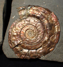 Load image into Gallery viewer, Iridescent popped Psiloceras display ammonite fossil
