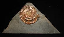 Load image into Gallery viewer, Iridescent popped Psiloceras display ammonite fossil

