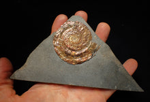 Load image into Gallery viewer, Iridescent popped Psiloceras display ammonite fossil
