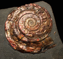 Load image into Gallery viewer, Iridescent popped Psiloceras display ammonite fossil
