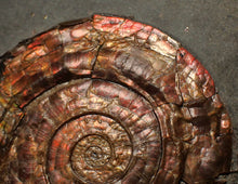 Load image into Gallery viewer, Iridescent popped Psiloceras display ammonite fossil
