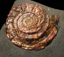 Load image into Gallery viewer, Iridescent popped Psiloceras display ammonite fossil
