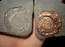 Load image into Gallery viewer, Iridescent popped Psiloceras display ammonite fossil
