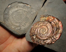 Load image into Gallery viewer, Iridescent popped Psiloceras display ammonite fossil
