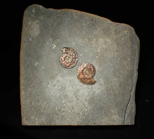 Load image into Gallery viewer, Large iridescent double-sided Psiloceras ammonite display fossil
