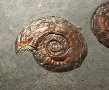 Load image into Gallery viewer, Large iridescent double-sided Psiloceras ammonite display fossil
