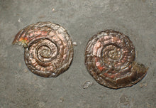 Load image into Gallery viewer, Large iridescent double-sided Psiloceras ammonite display fossil
