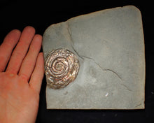 Load image into Gallery viewer, Large iridescent double-sided Psiloceras ammonite display fossil
