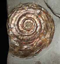 Load image into Gallery viewer, Large iridescent double-sided Psiloceras ammonite display fossil
