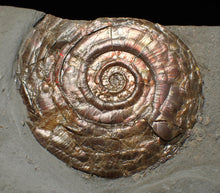 Load image into Gallery viewer, Large iridescent double-sided Psiloceras ammonite display fossil

