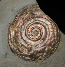 Load image into Gallery viewer, Large iridescent double-sided Psiloceras ammonite display fossil
