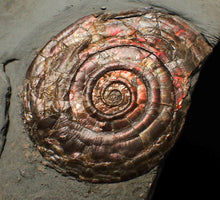 Load image into Gallery viewer, Large iridescent double-sided Psiloceras ammonite display fossil
