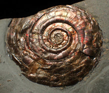 Load image into Gallery viewer, Large iridescent double-sided Psiloceras ammonite display fossil
