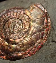 Load image into Gallery viewer, Large complete iridescent Psiloceras ammonite fossil (47mm)
