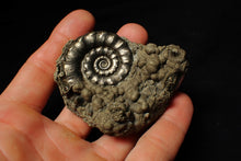 Load image into Gallery viewer, Perfect pyrite Eoderoceras ammonite fossil (72 mm)
