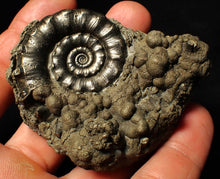 Load image into Gallery viewer, Perfect pyrite Eoderoceras ammonite fossil (72 mm)
