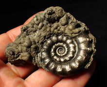 Load image into Gallery viewer, Perfect pyrite Eoderoceras ammonite fossil (72 mm)
