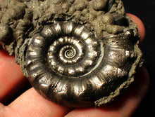 Load image into Gallery viewer, Perfect pyrite Eoderoceras ammonite fossil (72 mm)
