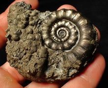 Load image into Gallery viewer, Perfect pyrite Eoderoceras ammonite fossil (72 mm)
