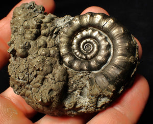Perfect pyrite Eoderoceras ammonite fossil (72 mm)