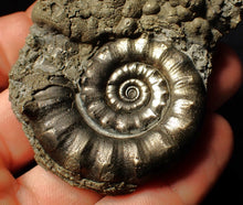 Load image into Gallery viewer, Perfect pyrite Eoderoceras ammonite fossil (72 mm)
