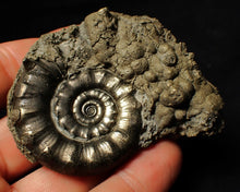 Load image into Gallery viewer, Perfect pyrite Eoderoceras ammonite fossil (72 mm)
