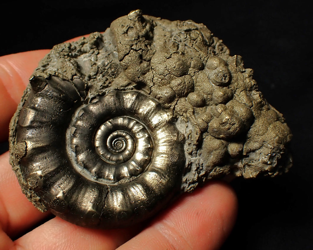Perfect pyrite Eoderoceras ammonite fossil (72 mm)