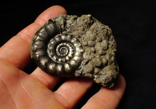 Load image into Gallery viewer, Perfect pyrite Eoderoceras ammonite fossil (72 mm)
