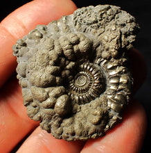 Load image into Gallery viewer, Crucilobiceras pyrite ammonite fossil (48 mm)

