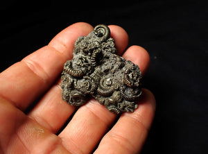 Full pyrite multi-ammonite fossil (50 mm)