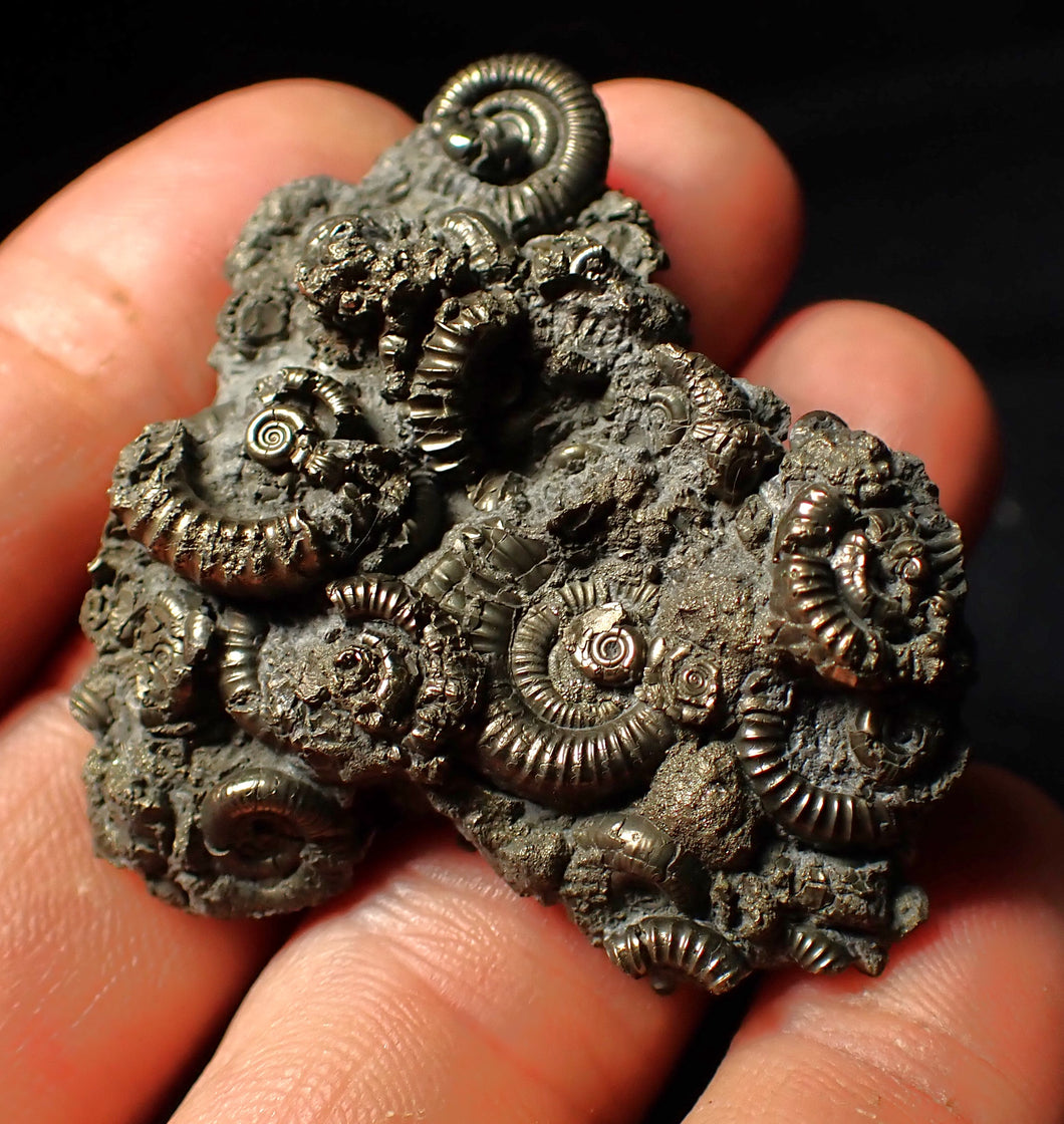 Full pyrite multi-ammonite fossil (50 mm)