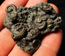 Load image into Gallery viewer, Full pyrite multi-ammonite fossil (50 mm)
