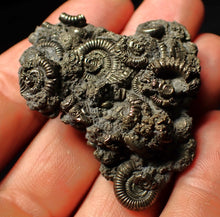 Load image into Gallery viewer, Full pyrite multi-ammonite fossil (50 mm)
