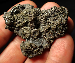 Full pyrite multi-ammonite fossil (50 mm)