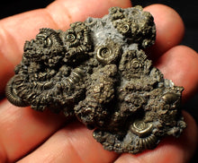 Load image into Gallery viewer, Full pyrite multi-ammonite fossil (50 mm)
