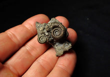 Load image into Gallery viewer, Full pyrite multi-ammonite fossil (43 mm)
