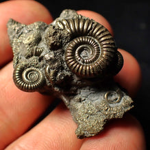 Load image into Gallery viewer, Full pyrite multi-ammonite fossil (43 mm)
