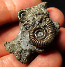 Load image into Gallery viewer, Full pyrite multi-ammonite fossil (43 mm)
