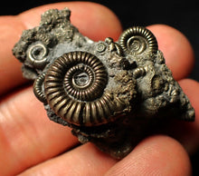 Load image into Gallery viewer, Full pyrite multi-ammonite fossil (43 mm)
