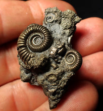 Load image into Gallery viewer, Full pyrite multi-ammonite fossil (43 mm)
