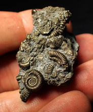 Load image into Gallery viewer, Full pyrite multi-ammonite fossil (43 mm)
