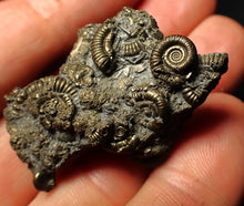Load image into Gallery viewer, Full pyrite multi-ammonite fossil (43 mm)

