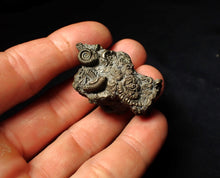 Load image into Gallery viewer, Full pyrite multi-ammonite fossil (43 mm)
