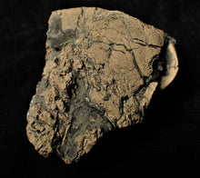 Load image into Gallery viewer, Jurassic ichthyosaur coprolite (poo) from Lyme Regis
