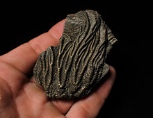 Load image into Gallery viewer, Detailed crinoid fossil head fossil (73 mm)
