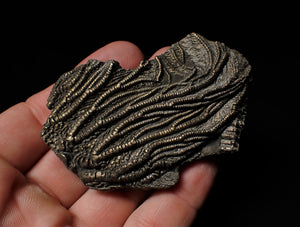Detailed crinoid fossil head fossil (73 mm)