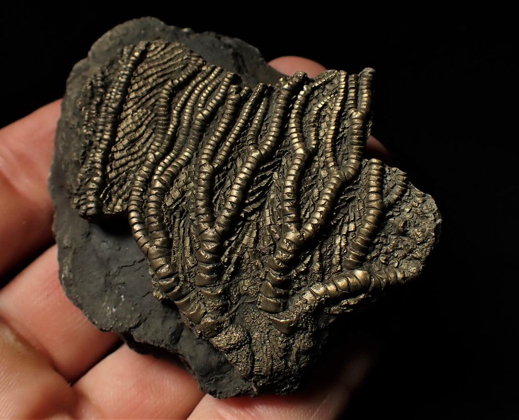 Detailed crinoid fossil head fossil (68 mm)