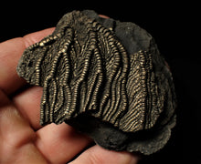 Load image into Gallery viewer, Detailed crinoid fossil head fossil (68 mm)
