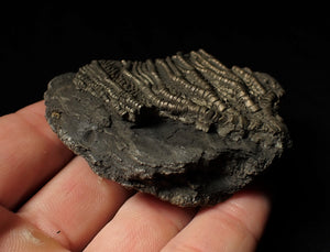 Detailed crinoid fossil head fossil (68 mm)